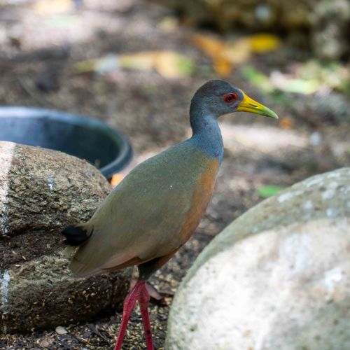 Grey-necked Woodrail