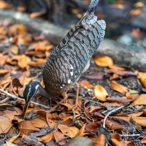Sunbittern