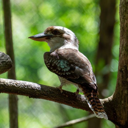 Laughing Kookaburra