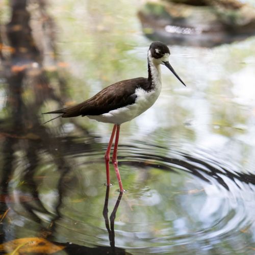 Black-necked Stilt