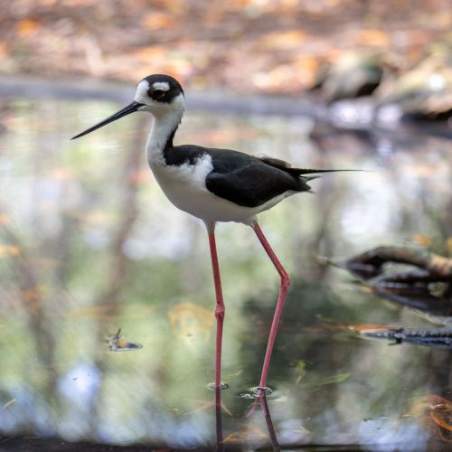 Black-necked Stilt