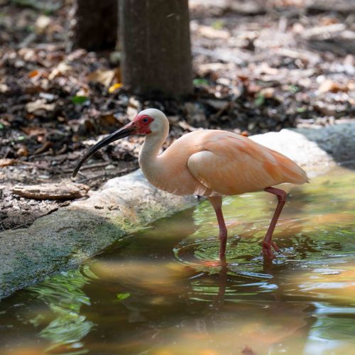 American White Ibis