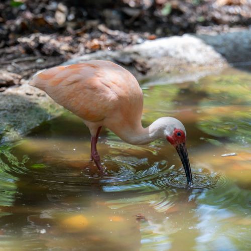 American White Ibis