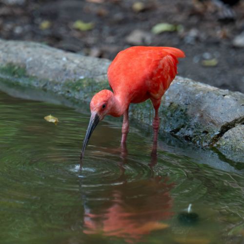 Scarlet Ibis