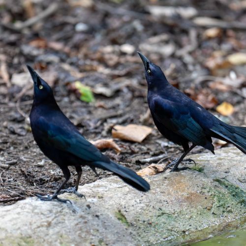 Greater Antillean Grackle
