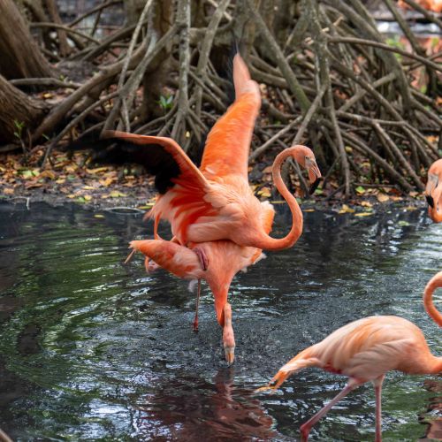 American Flamingos
