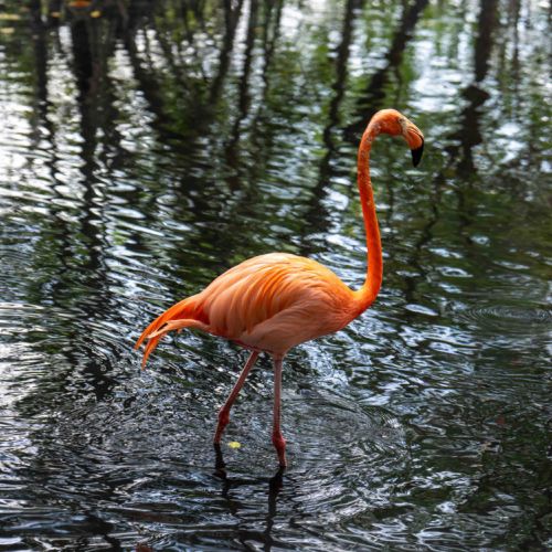 American Flamingo