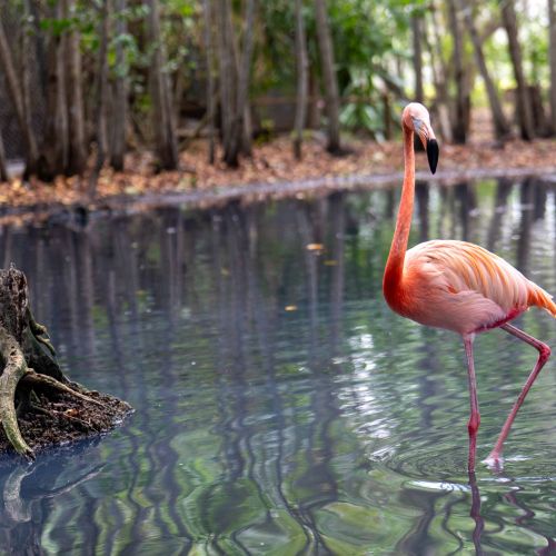 American Flamingo