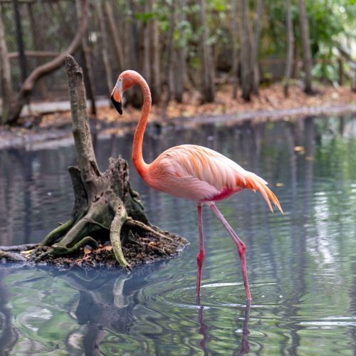 American Flamingo