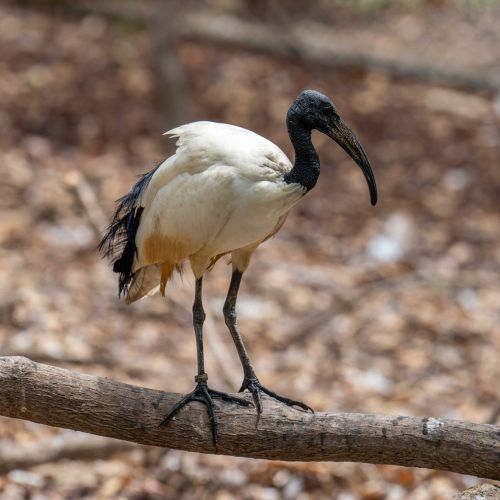 African Sacred Ibis