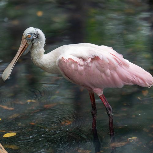 Roseate Spoonbill