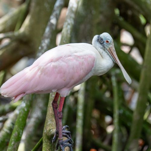 Roseate Spoonbill