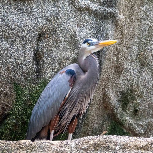 Great Blue Heron