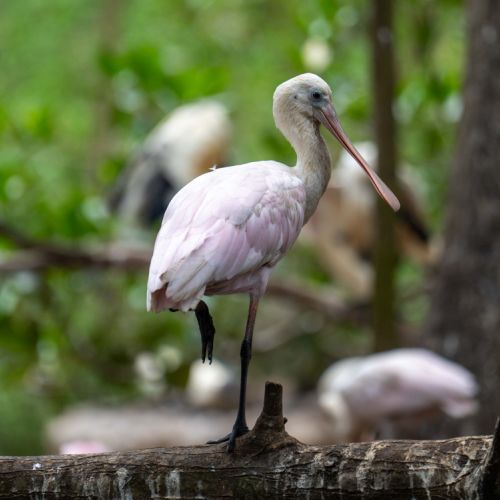 Roseate Spoonbill