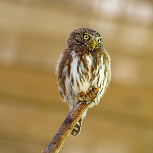 Ferruginous Pygmy Owl