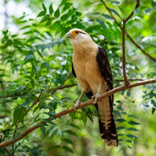 Yellow-headed Caracara