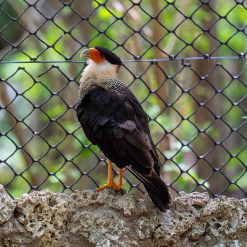Crested Caracara