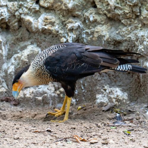Crested Caracara