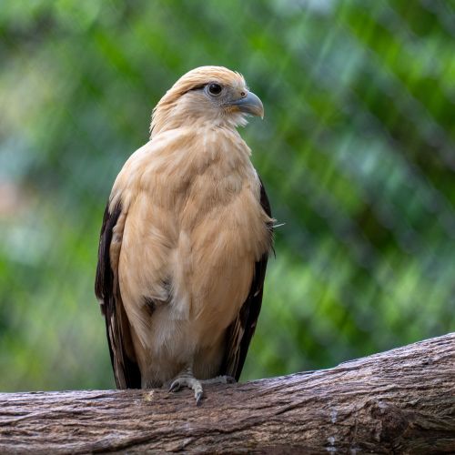 Yellow-headed Caracara
