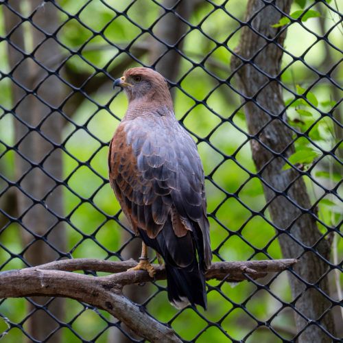 Savanna Hawk
