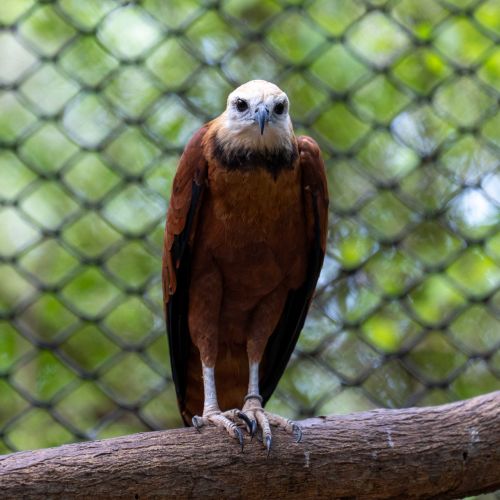 Black-collared Hawk