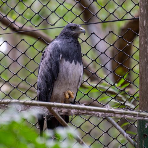 Black-chested Buzzard-Eagle