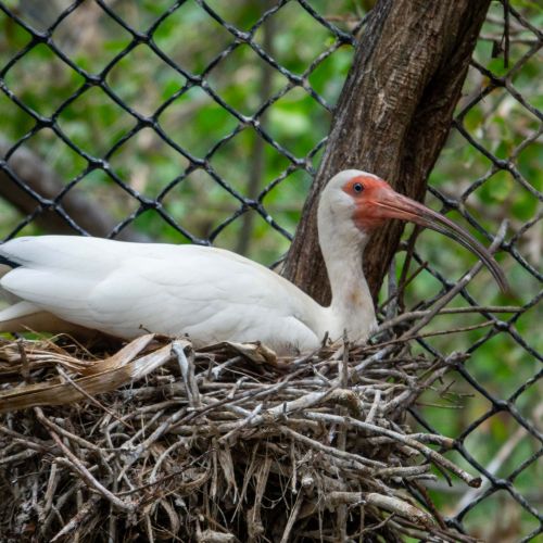 American White Ibis