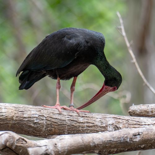 Barre-faced Ibis