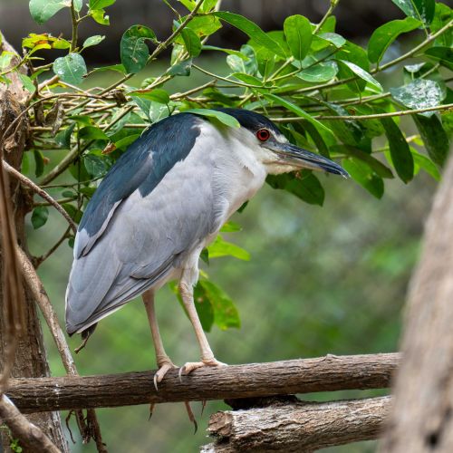 Black-crowned Night Heron