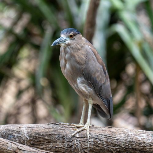 Black-crowned Night Heron