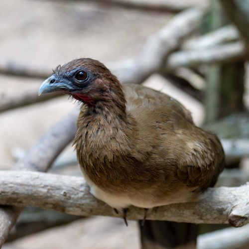 Plain Chachalaca