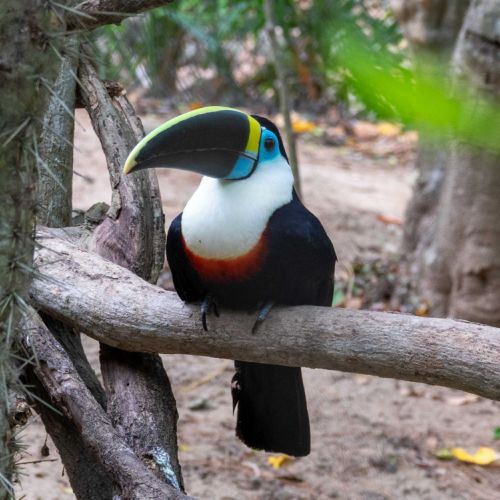 White-throated Toucan