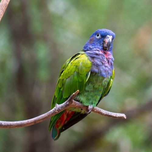 Blue-headed Parrot