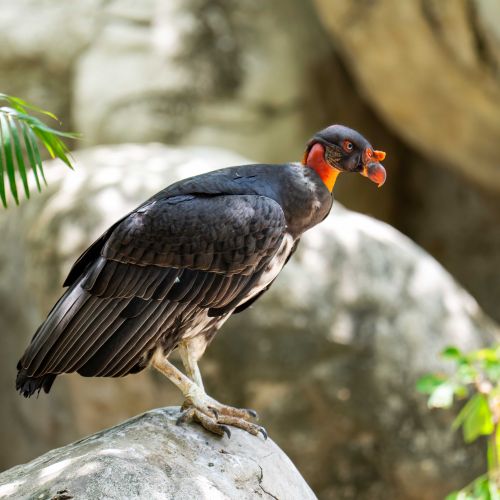 King Vulture