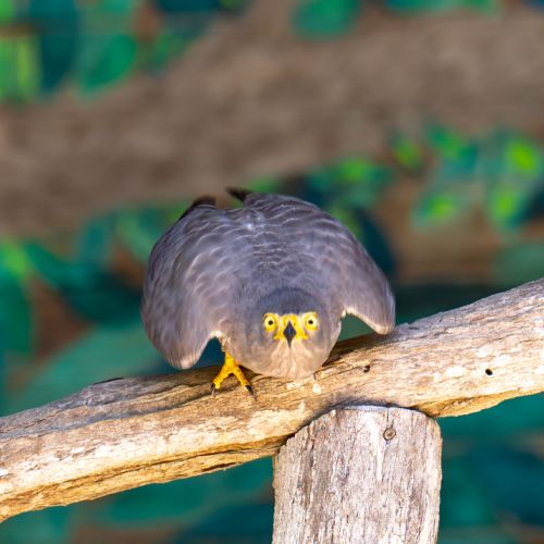 Roadside Hawk