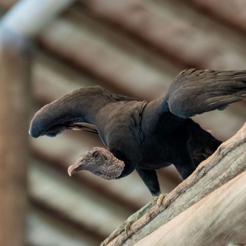Black Vulture