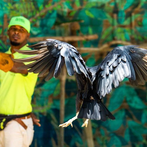 Black Vulture