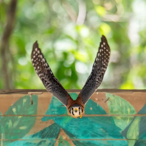 American Kestrel
