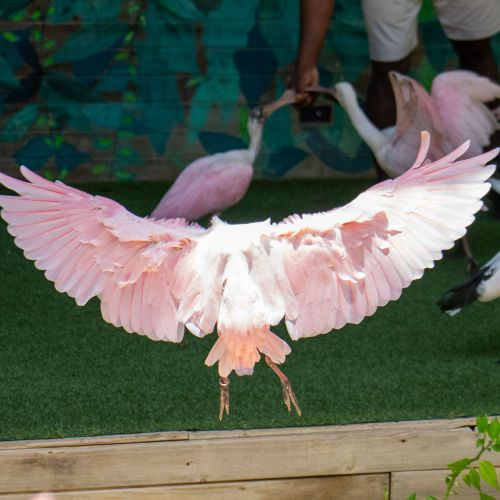 Roseate Spoonbill