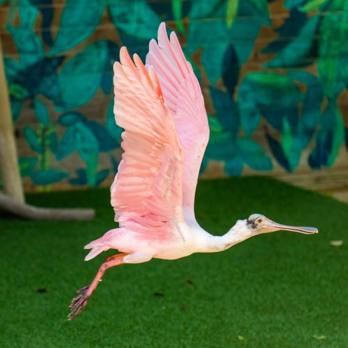 Roseate Spoonbill