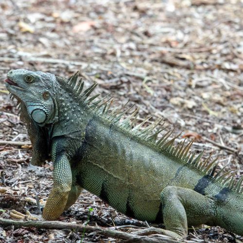 Green Iguana