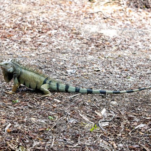 Green Iguana