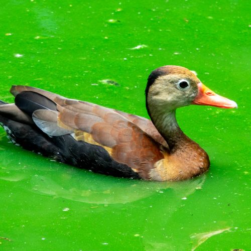 Black-bellied Whistling Duck