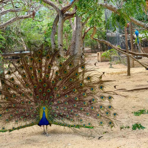 Peacock